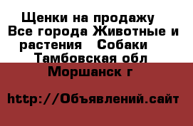 Щенки на продажу - Все города Животные и растения » Собаки   . Тамбовская обл.,Моршанск г.